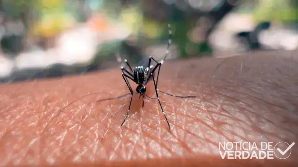 Como reconhecer os sintomas do vírus Chikungunya: Um guia prático