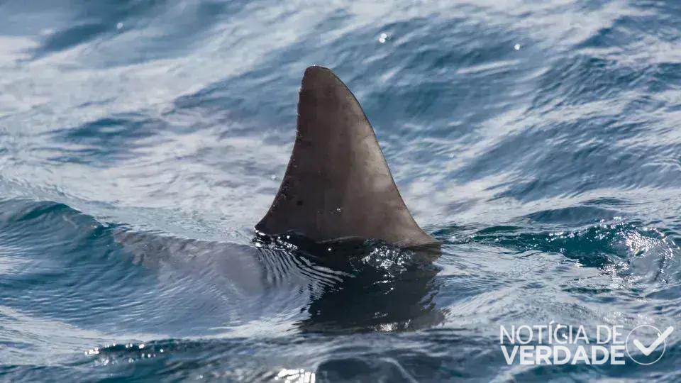 Surfista morre após ataque de tubarão na Austrália